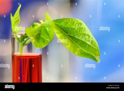 Research in plant biology laboratory Stock Photo - Alamy