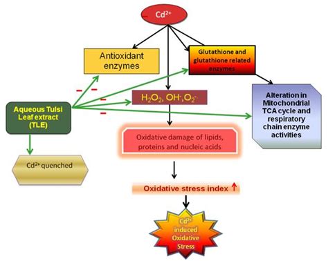 It Shows The Possible Mechanism Of Protection Of Aqueous Tulsi Leaf