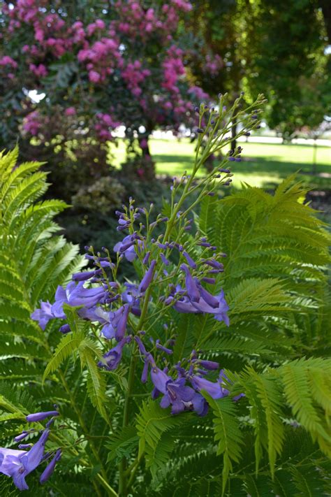 Bonsai Blue Jacaranda Jacaranda Tree Specimen Trees Bonsai