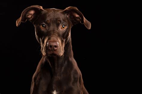 Dog Portraits Ian Boichat Photography