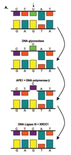 Hall Ch Molecular Mechanisms Of Dna Damage Repair Flashcards Quizlet