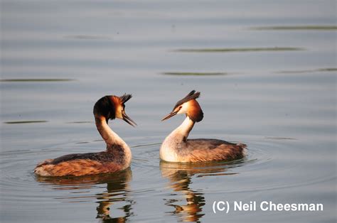 British Wildlife Photography Great Crested Grebe