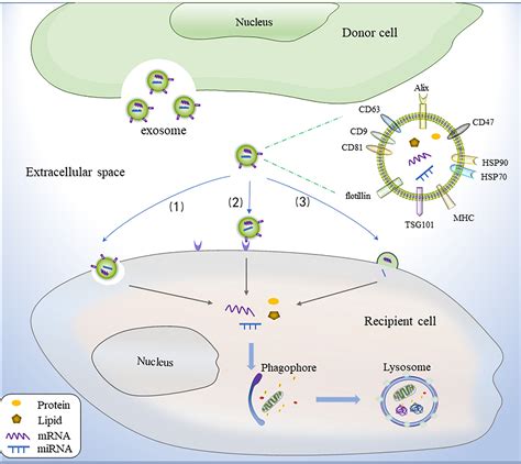 Crosstalk Between Exosomes And Autophagy A Review Of Molecular