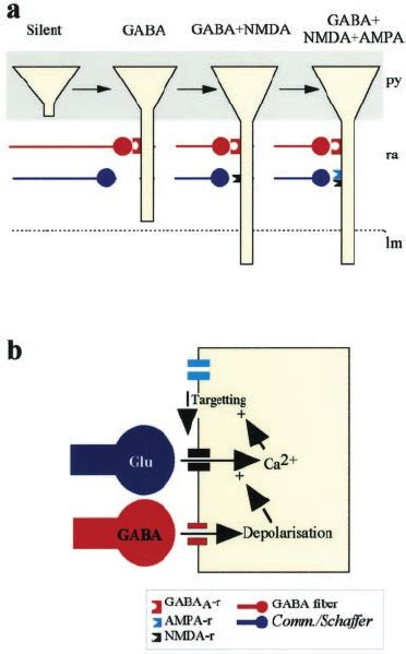 Schematic Diagram To Depict The CA1 Network In P0 Hippocam Pal Rats A