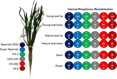 Phosphorus P Use Efficiency In Rice Is Linked To Tissue Specific