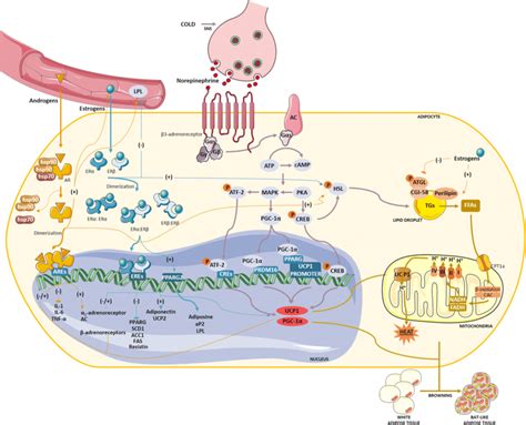 Sex Hormone Dependent Regulation Of Adipose Tissue Androgens And