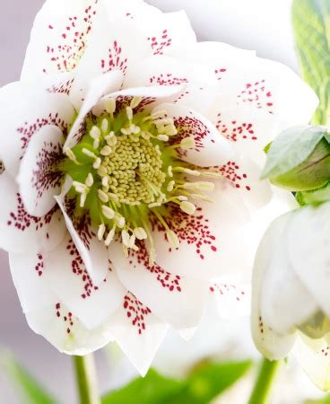 Helleborus Orientalis Winter Angels