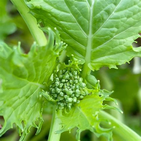 How to Grow and Use Broccoli Rabe | Nurseries Online