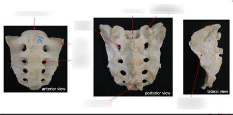 Sacrum Osteology Diagram Quizlet