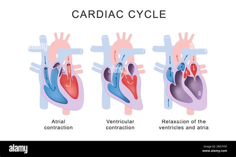 Fases Del Ciclo Card Aco S Stole Y Di Stole Fotograf A De Stock Alamy