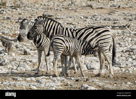 Female Zebra Foal Suckling Hi Res Stock Photography And Images Alamy