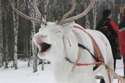 Finland Tourism | DiscoveringFinland.com | Smiling animals, Funny