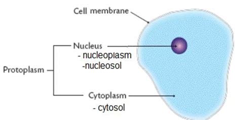 Functions Of Protoplasm In Living Cell Qs Study