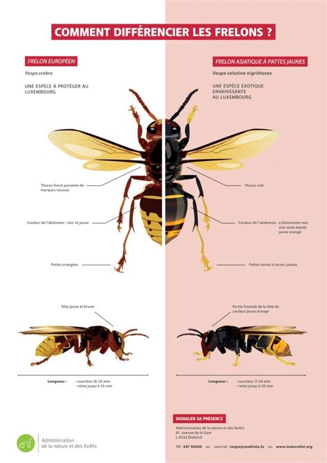 Vespa Velutina Nigrithorax Du Buysson Neobiota Lu