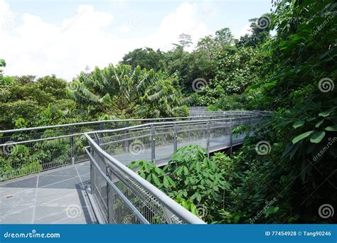 Forest Walk Of Telok Blangah Hill Park Rainforest Singapore Stock