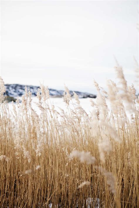 Brown grass in winter stock photo