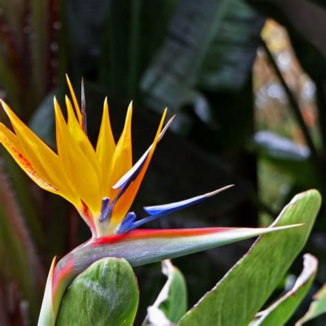 Les Fleurs De Martinique Martinique Tour By Guide Bois L L