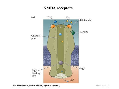 Ppt Neurotransmitter And Receptors Powerpoint Presentation Free