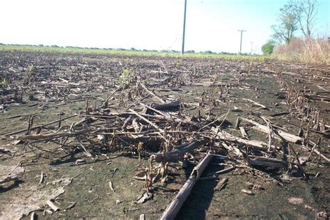 Quedaron Cerca De Mil Hect Reas Sin Sembrar En El Centro Norte