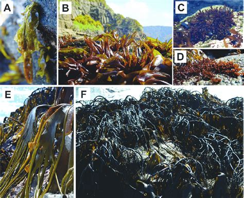 Macroalgae Used In This Study The Red Macroalgae Species A Pyropia