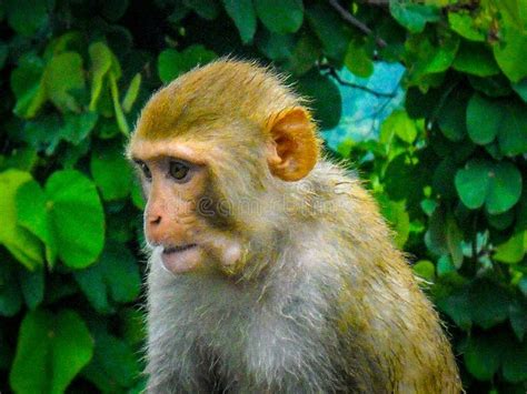 Thinking Monkey Stock Photo Image Of Animal Primate 12011002