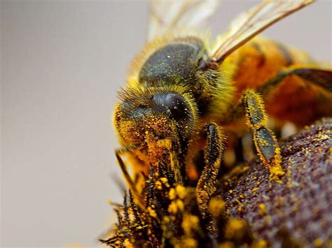 Free Picture Honeybee Apis Mellifera Collecting Pollen