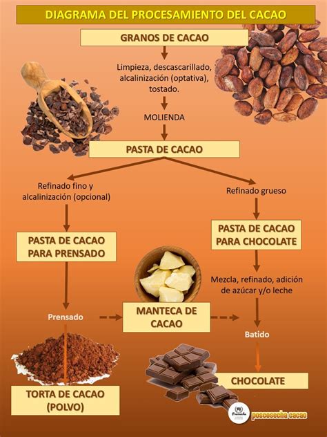 Infografía Que Expone Las Principales Etapas Del Procesamiento Del