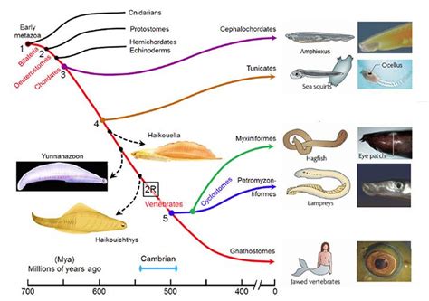 Early Vertebrates Vertebrates Evolution Paleontology