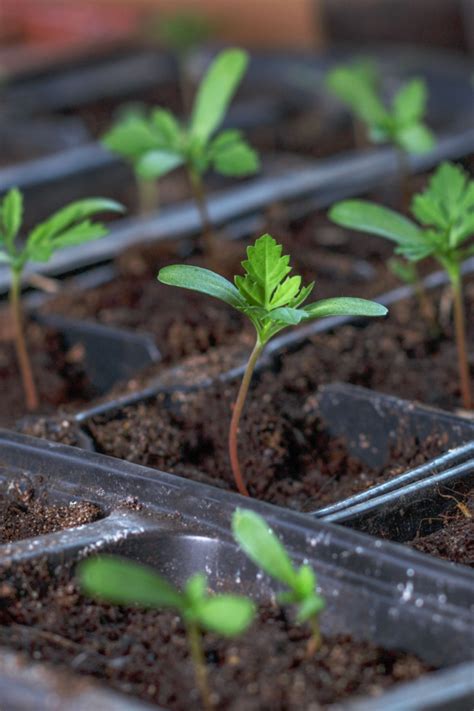 How To Save Marigold Seeds From Your Marigolds