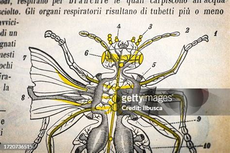 Antique Medical Scientific Illustration Highresolution Respiratory