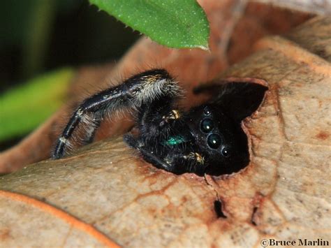 Jumping Spider - Phidippus princeps - North American Insects & Spiders