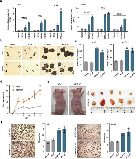 KIF3A Knockdown Promotes Malignant Phenotypes In NSCLC Cell Lines A