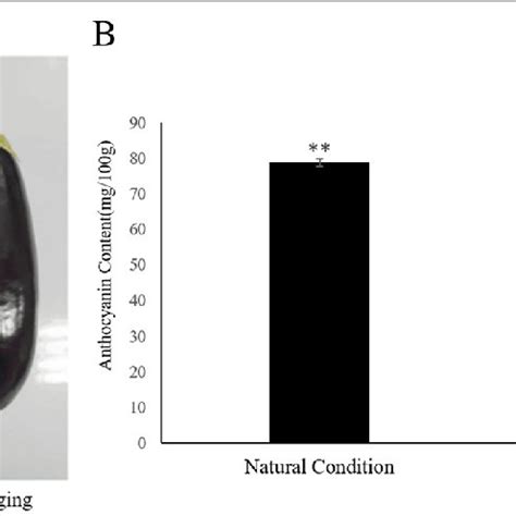 Phenotype And Anthocyanin Content Of Non Photosensitive Eggplant Under