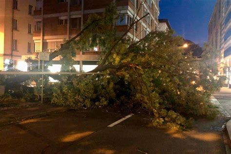 Lugano Il Vento Sradica Un Albero In Via Pioda