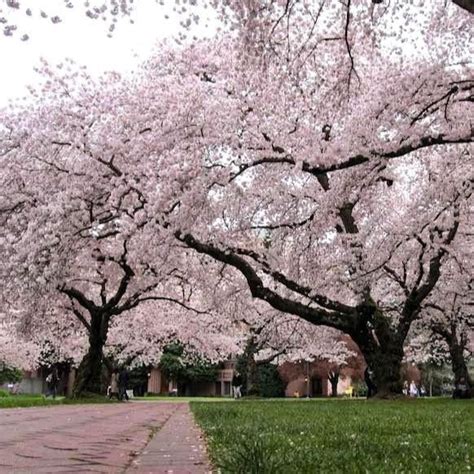 Yoshino Cherry Tree | Yoshino Cherry Tree for Sale — PlantingTree