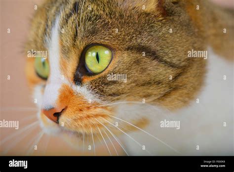 Domestic Cat House Cat Felis Silvestris F Catus Cat Looking In The