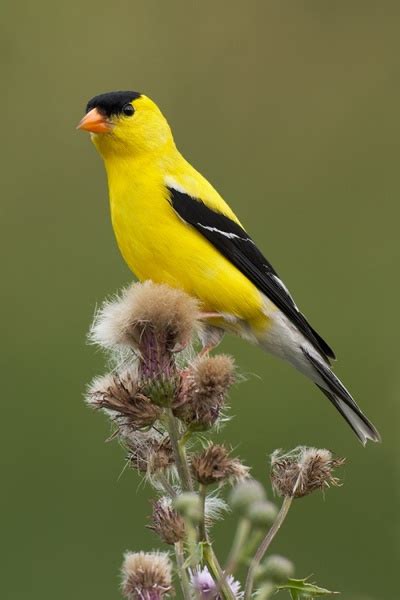 I Like Birds: American Goldfinch