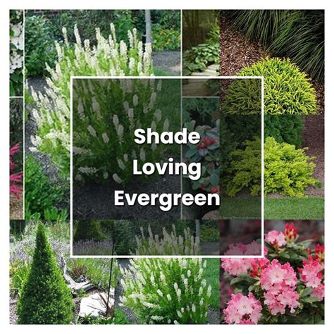 How To Grow Shade Loving Evergreen Shrubs Plant Care Tips