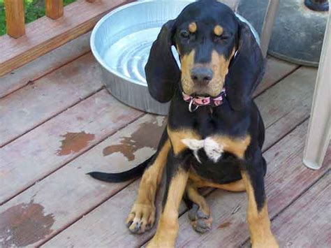 dogbreedcatalog: Black and Tan Coonhound Dog