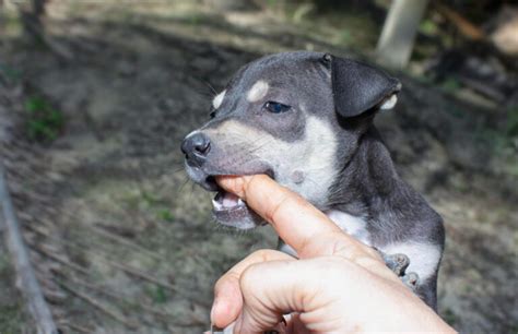 Il Cane Morde Tutto Ecco Come Risolvere