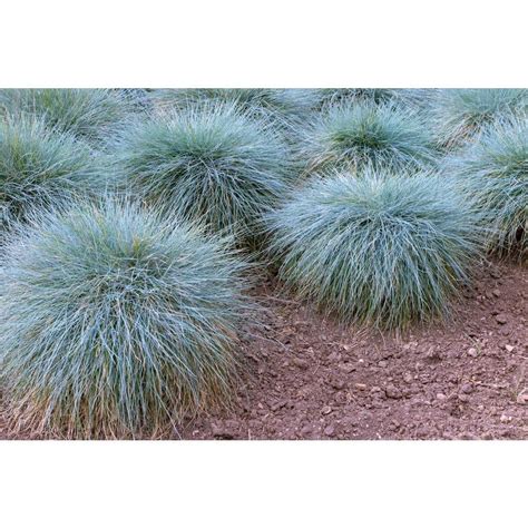 Bell Nursery 1 Gal Elijah Blue Fescue Grass Festuca Glauca Live Full Sun Perennial Ornamental