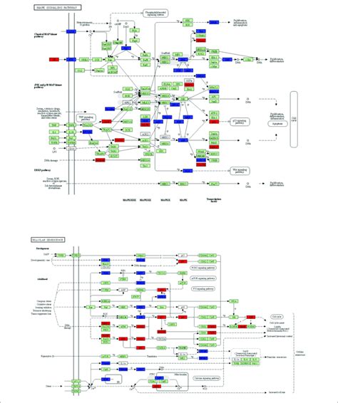 The Key Kegg Pathways Mapk Signaling Pathway And Cellular Senescence