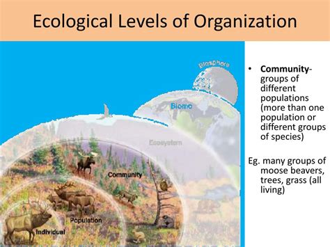 PPT Ecological Levels Of Organization PowerPoint Presentation Free