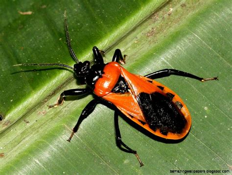 Rainforest Insects Amazing Wallpapers