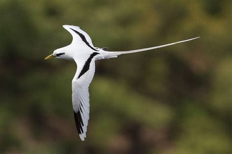 White Tailed Tropicbird Kilauea Kauai Hawaii Photograph By Pacific