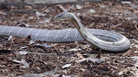 Urgent King Cobra Health Check The Australian Reptile Park Youtube