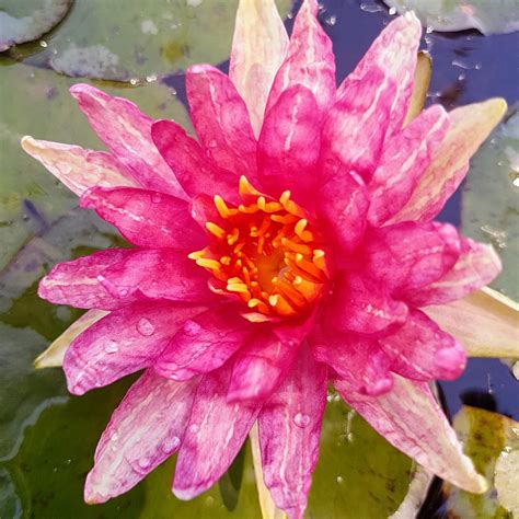 Red Spider Hardy Water Lily The Lily Farm