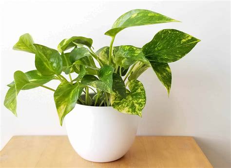 Devils Ivy Pothos Plant The Complete Growth And Care Guide Unassaggio