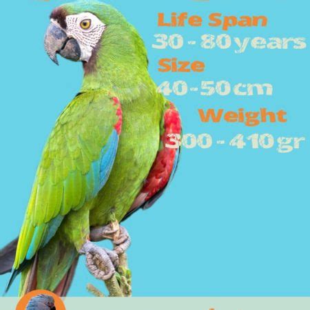 Green Winged Macaw Size, weight, wing-span, life-span - Macaw Facts