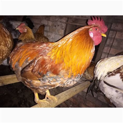 Продам петуха, купить петуха, Киев — Agro-Ukraine